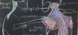 Stage de morphologie