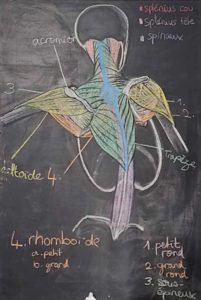 Stage de morphologie